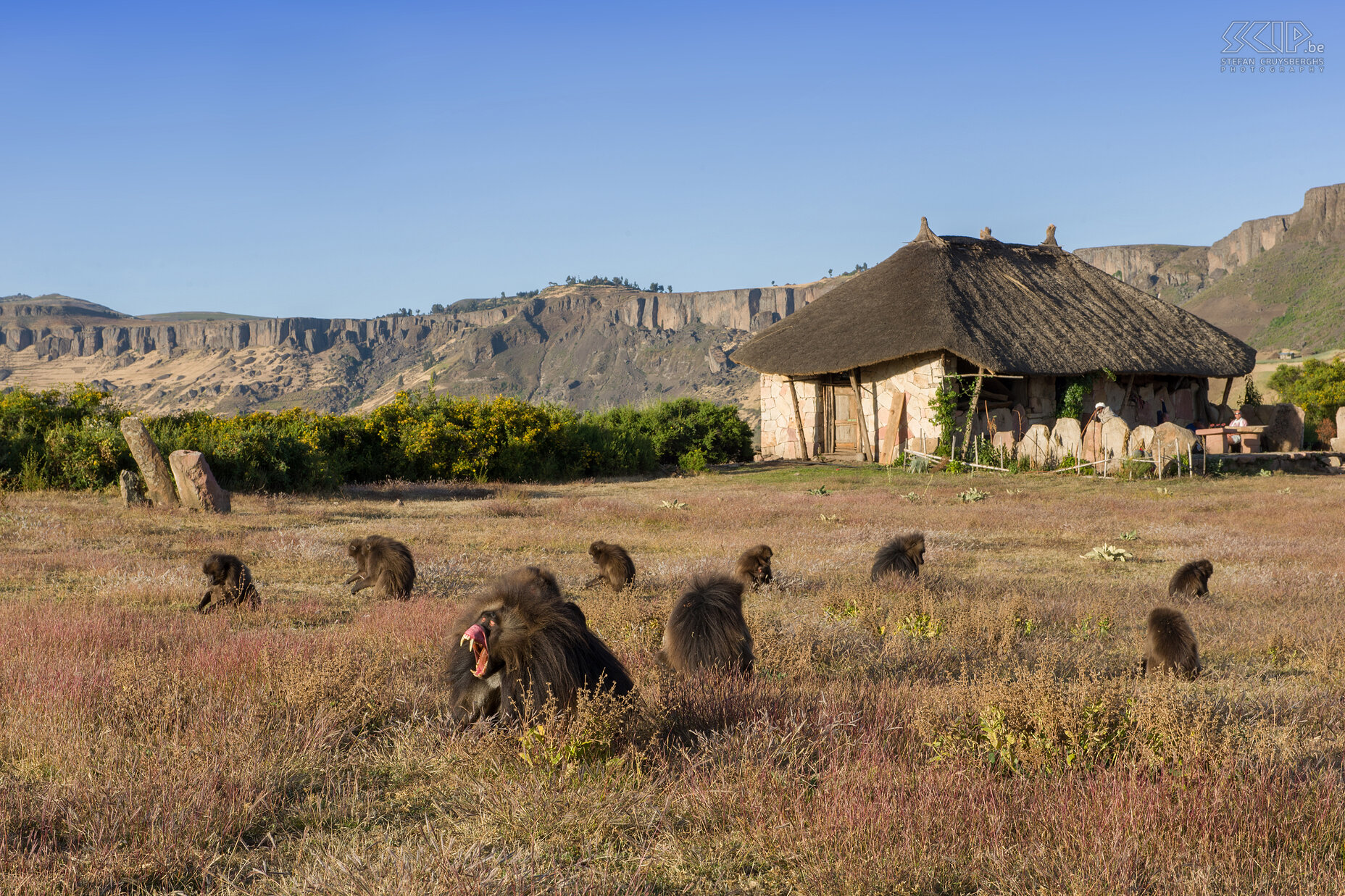 Hudad - Gelada bavianen Op het Hudad plateau leeft ook een groep gelada bavianen (Theropithecus gelada) en ik nam er de nodige tijd om goede foto’s van deze prachtige bavianen te maken. Stefan Cruysberghs